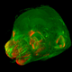 Illustration for article titled Scientists Can Now Genetically Modify Facial Features